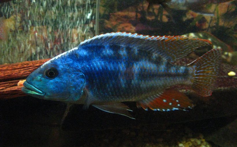Nimbochromis Fuscotaeniatus (Fusco)