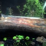 Akvaryumda Kullanılabilecek Ağaçlar