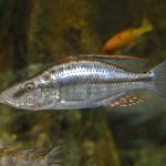 Dimidiochromis dimidiatus