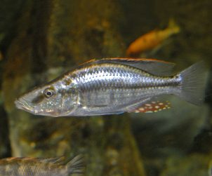 Dimidiochromis dimidiatus