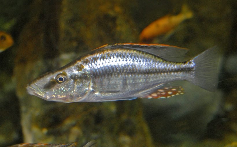 Dimidiochromis dimidiatus