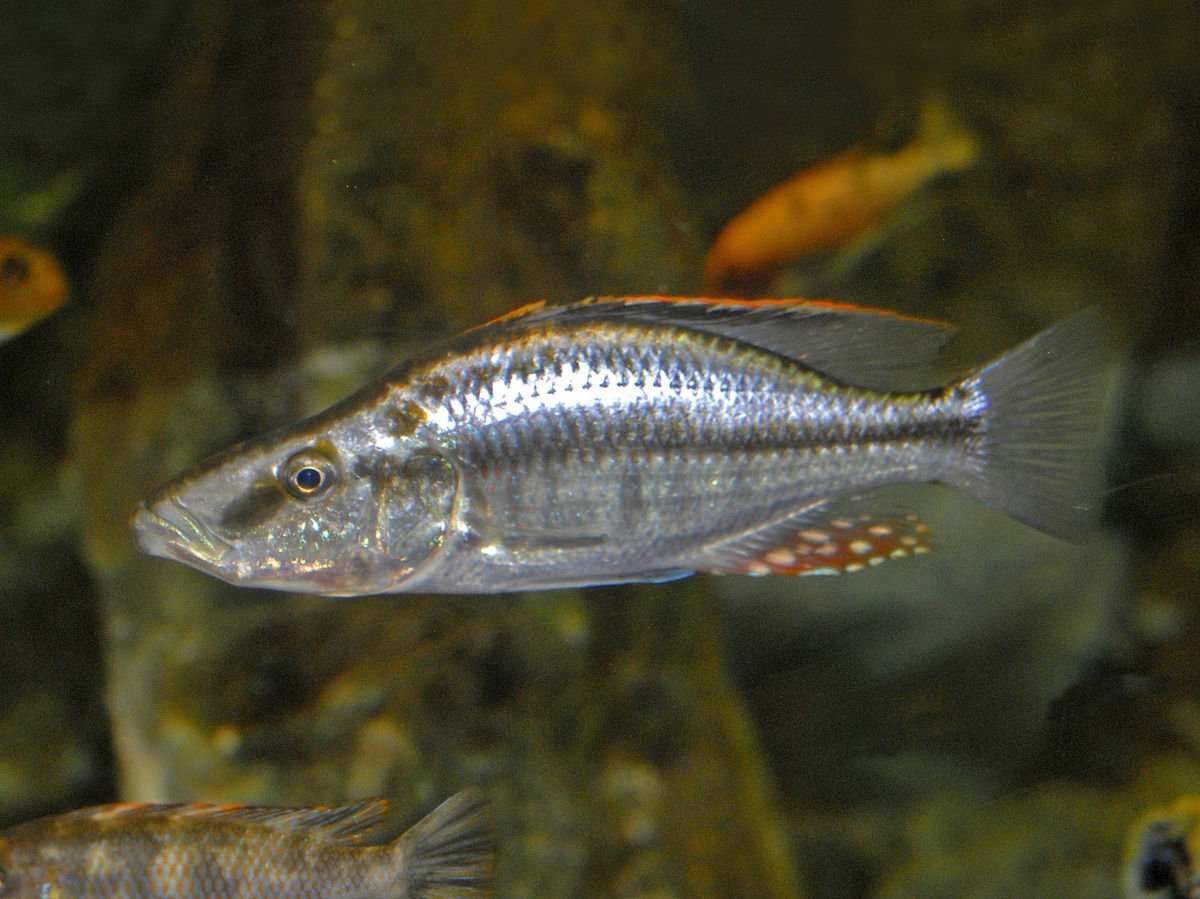 Dimidiochromis Dimidiatus