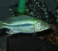 Dimidiochromis Kiwinge