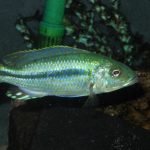 Dimidiochromis Kiwinge