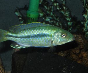 Dimidiochromis Kiwinge