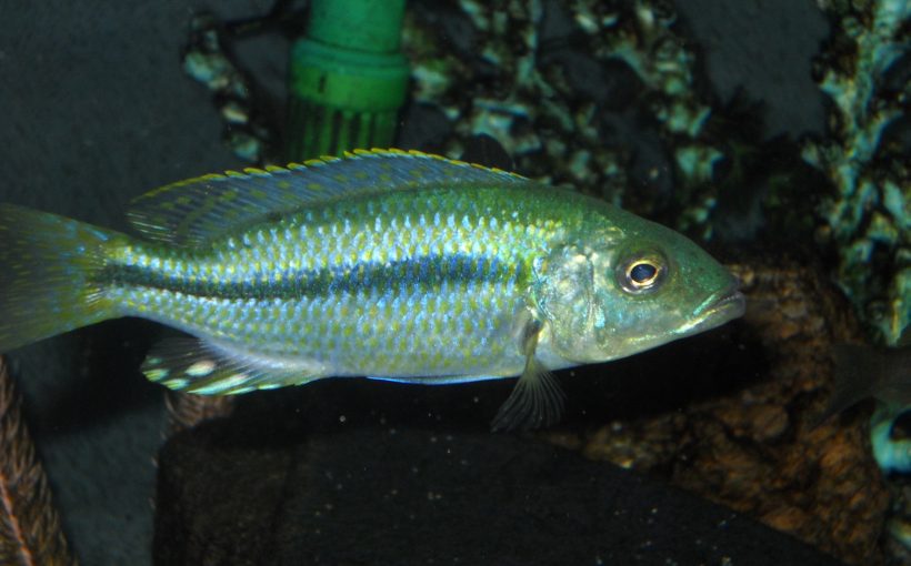Dimidiochromis Kiwinge