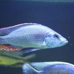 Dimidiochromis strigatus