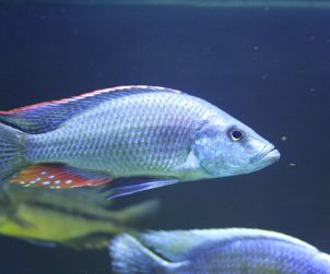 Dimidiochromis strigatus