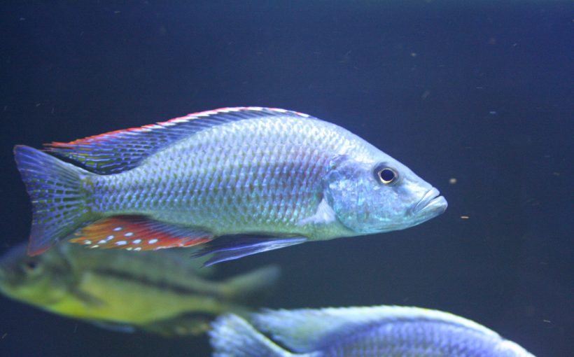 Dimidiochromis strigatus