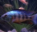 Fossorochromis rostratus