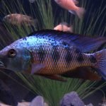 Fossorochromis rostratus