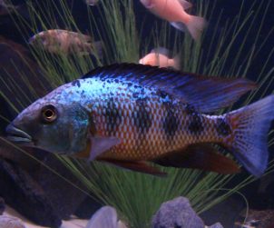 Fossorochromis rostratus