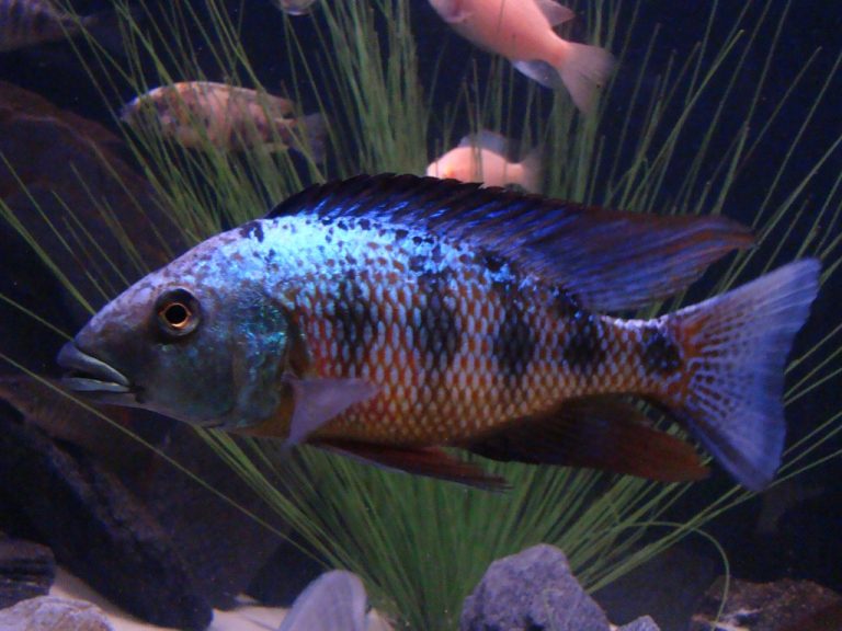 Fossorochromis Rostratus (Kral Cichlid)
