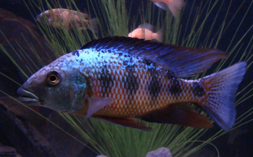 Fossorochromis rostratus