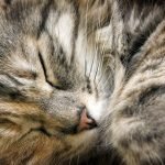 Kedilerde Yüz Felci