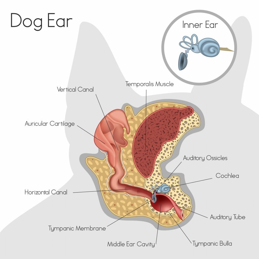 Köpek Kulağının Anatomisi