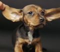 Köpek Kulak Bakımı ve Temizliği