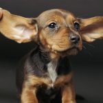 Köpek Kulak Bakımı ve Temizliği