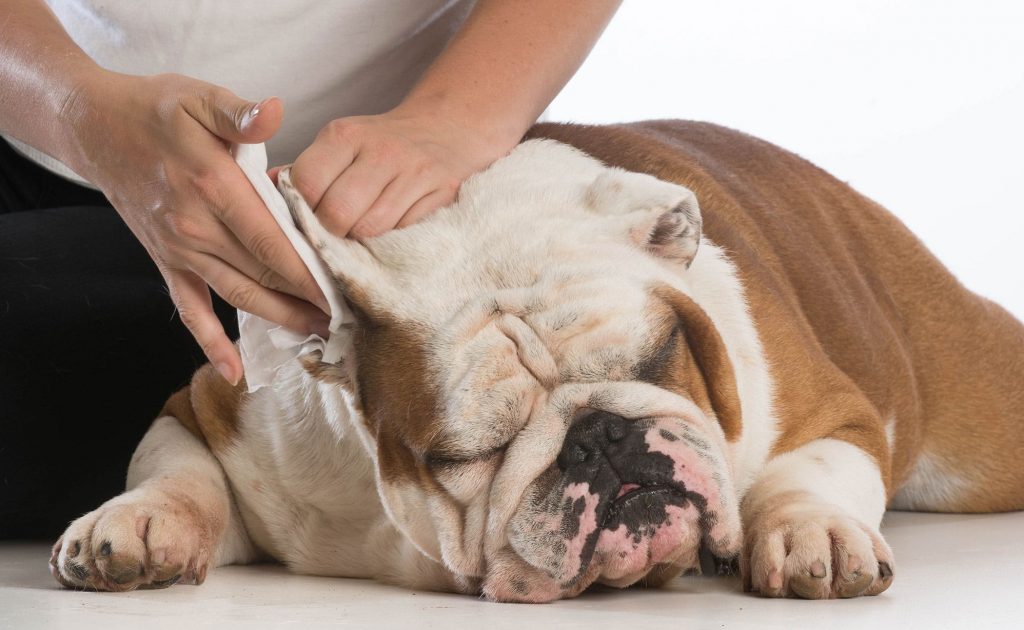 Köpek Kulak Bakımı ve Temizliği