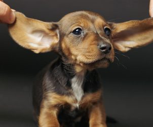 Köpek Kulak Bakımı ve Temizliği