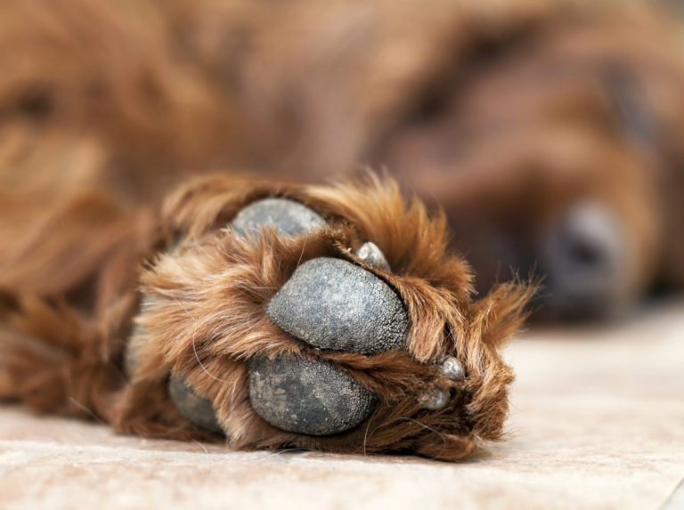 Köpeklerde Pati Bakımı