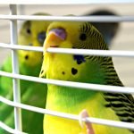 Muhabbet Kuşu Kafesi