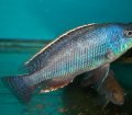 Nimbochromis Linni