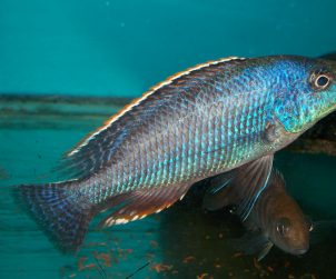 Nimbochromis Linni