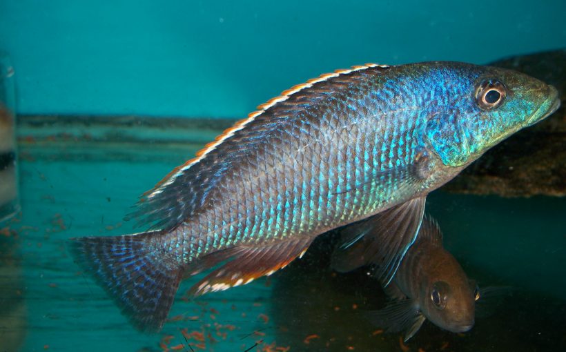 Nimbochromis Linni