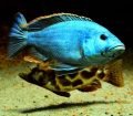 Nimbochromis Livingstonii