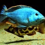 Nimbochromis Livingstonii