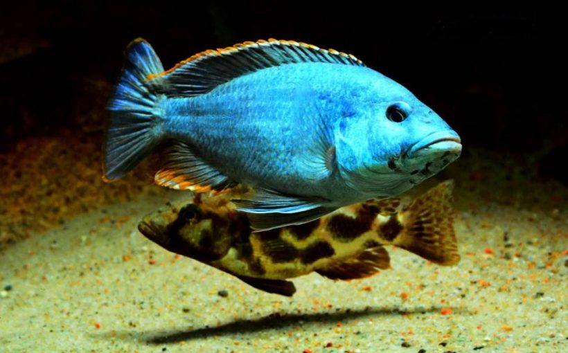 Nimbochromis Livingstonii