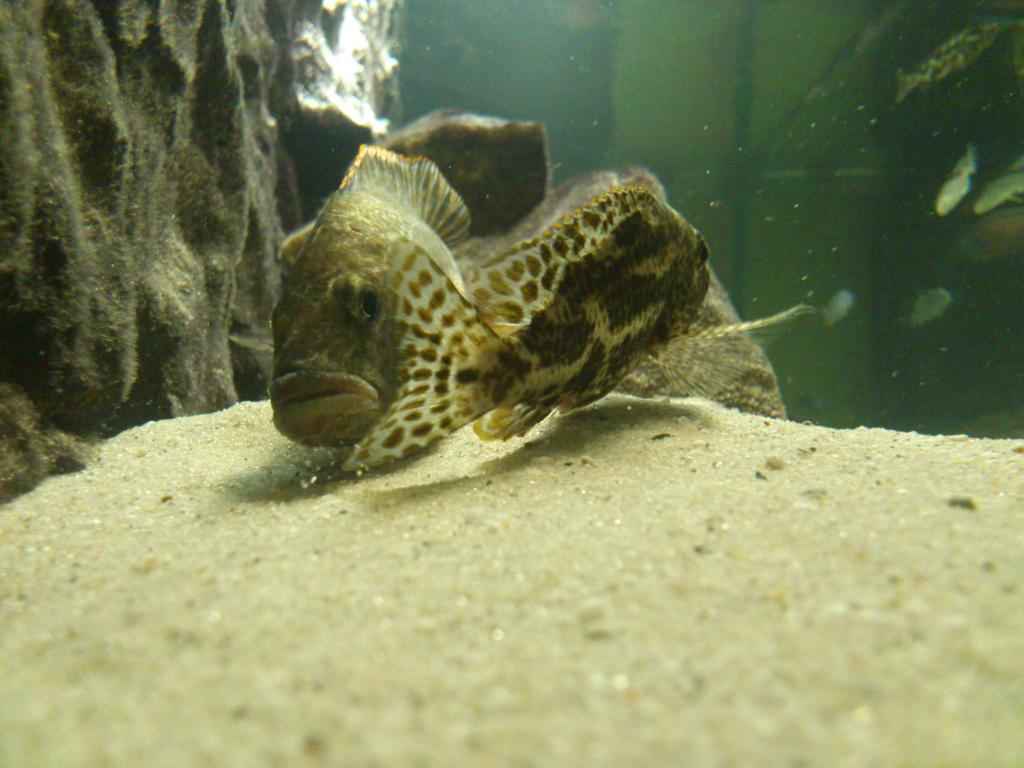 Nimbochromis Polystigma