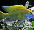 Nimbochromis Venustus