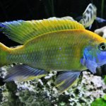 Nimbochromis Venustus
