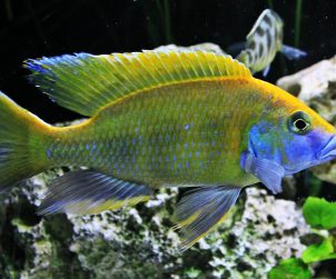 Nimbochromis Venustus