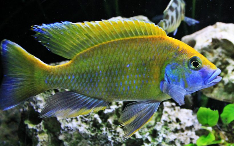 Nimbochromis Venustus