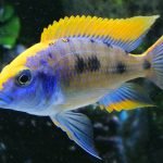 Otopharynx Lithobates