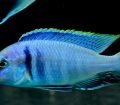 Placidochromis Electra