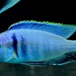 Placidochromis Electra