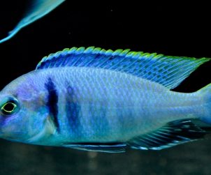 Placidochromis Electra