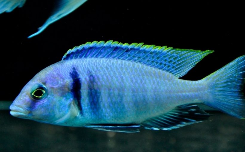 Placidochromis Electra