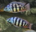 Placidochromis Johnstoni