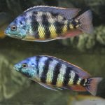 Placidochromis Johnstoni