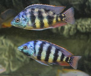 Placidochromis Johnstoni