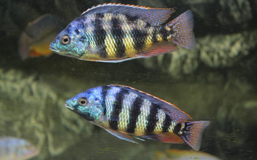 Placidochromis Johnstoni