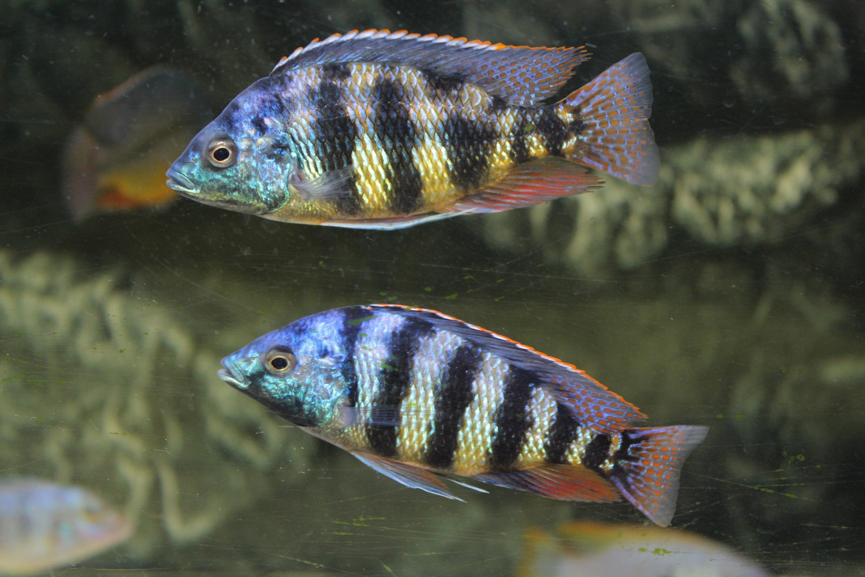 Placidochromis Johnstoni