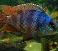 Placidochromis Milomo