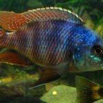 Placidochromis Milomo