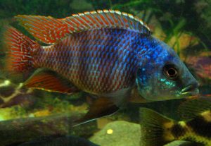 Placidochromis Milomo